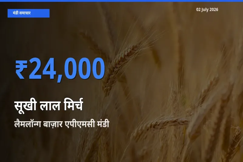 किसानों की पसंद बना लैमलॉन्ग बाज़ार एपीएमसी, सूखी लाल मिर्च के सबसे अच्छे दाम
