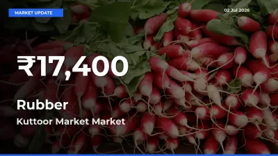 Big Drop! Rubber Slides to 30-Day Low at Kuttoor Market