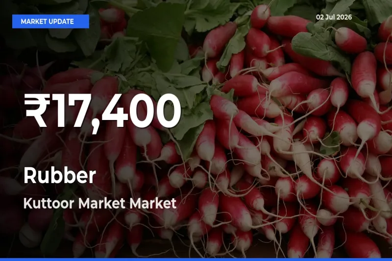 Big Drop! Rubber Slides to 30-Day Low at Kuttoor Market