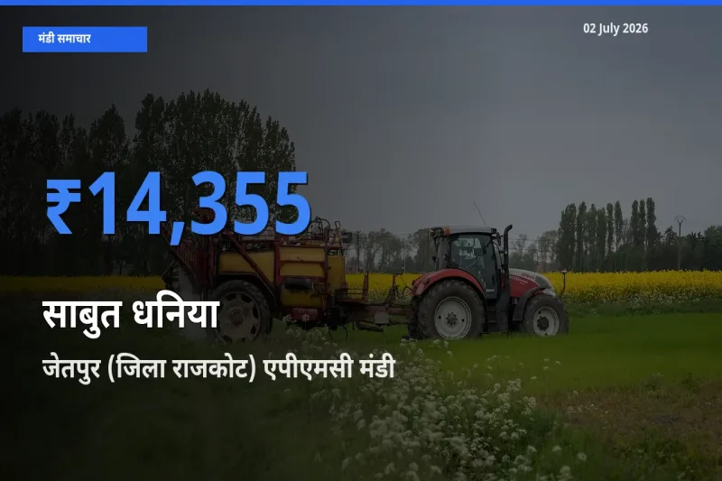 बाज़ार संकेत: जेतपुर (जिला राजकोट) एपीएमसी बना साबुत धनिया के लिए आज की टॉप मंडी