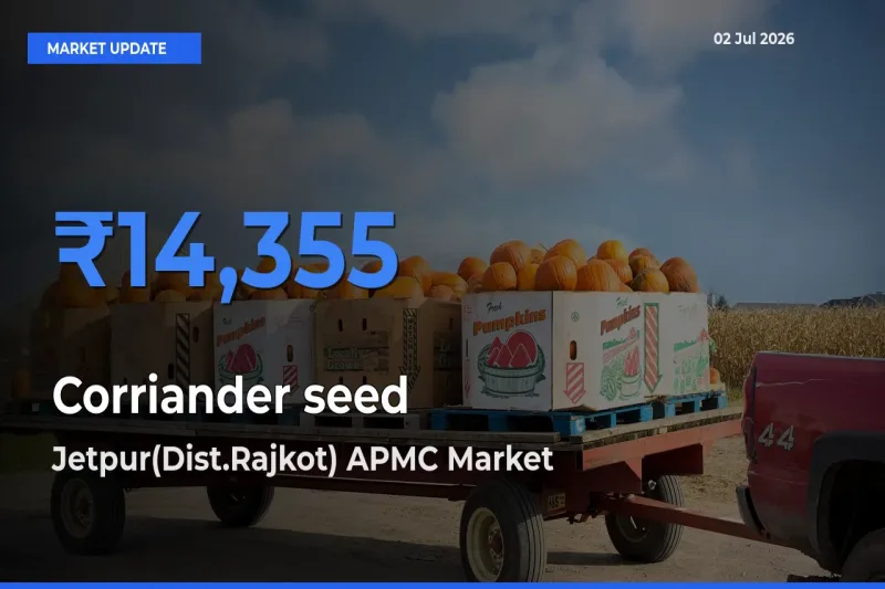 Jetpur(Dist.Rajkot) APMC Offers ₹14,355 – Highest Corriander seed Rate Today