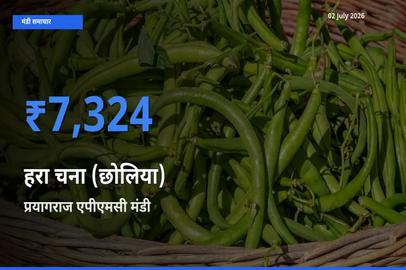 प्रयागराज एपीएमसी में हरा चना (छोलिया) का आज सबसे ऊँचा भाव
