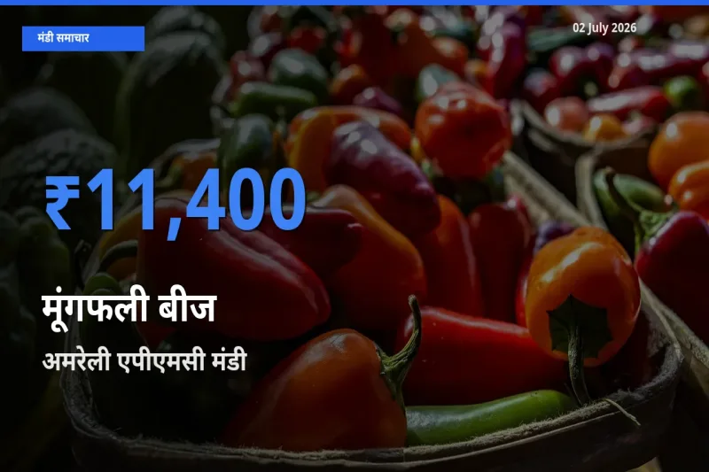 अमरेली एपीएमसी में मूंगफली बीज का आज सबसे ऊँचा भाव
