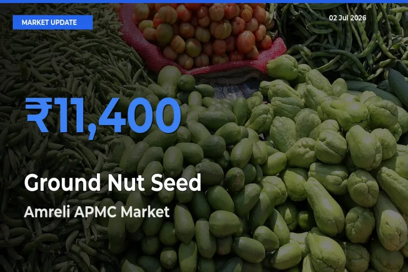 Amreli APMC Tops Ground Nut Seed Rates – July 02 Market Update