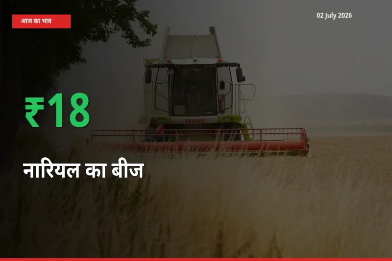 आज का मंडी भाव: नारियल का बीज के दाम मंडी में 18.47% ऊपर