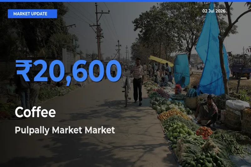 Coffee Mandi Rate Today: Pulpally Market Tops the List