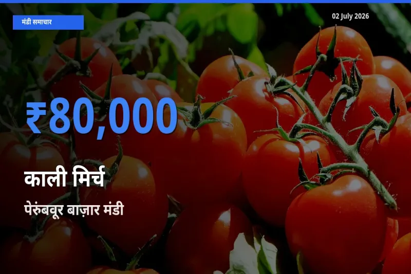 टॉप मंडी बना पेरुंबवूर बाज़ार! काली मिर्च के सबसे ऊँचे दाम यहीं दर्ज