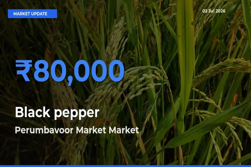 Perumbavoor Market Offers ₹80,000 – Highest Black pepper Rate Today