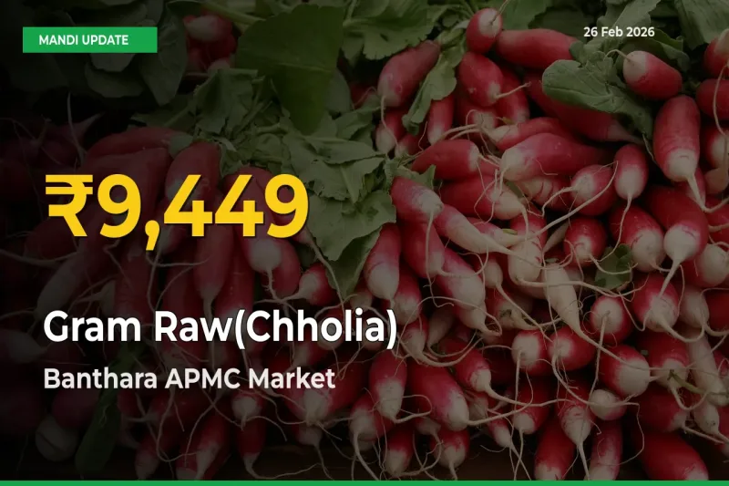 Gram Raw(Chholia) Hits Fresh High in Banthara APMC Today