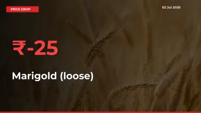 Sharp Fall! Marigold (loose) Prices Plunge 25% in a Day at Key Mandis