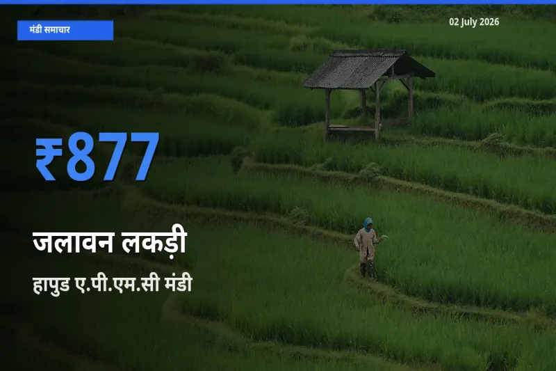 02 July अपडेट: जलावन लकड़ी के सबसे ऊँचे दाम हापुड ए.पी.एम.सी मंडी में