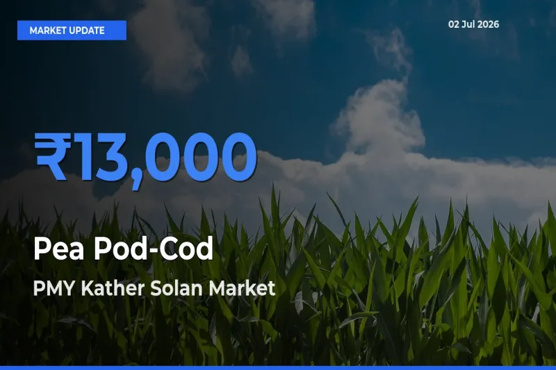 PMY Kather Solan Leads as Top Mandi for Pea Pod-Cod Prices