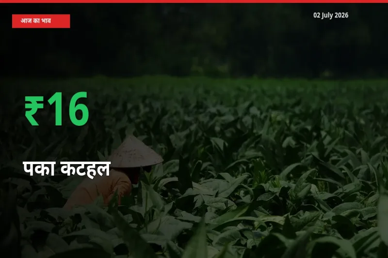 बाज़ार संकेत: पका कटहल के भाव मंडी में 15.98% ऊपर