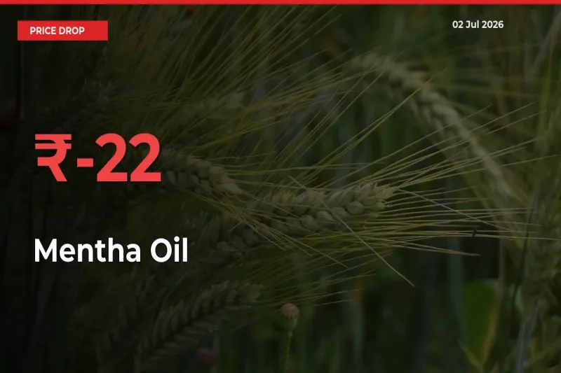 Farmers Alert as Mentha Oil Prices Slide 22.47% in Local Mandis
