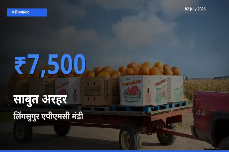लिंगसुगुर एपीएमसी मंडी में साबुत अरहर ₹7,500 पर पहुँचा – आज का सर्वोच्च भाव
