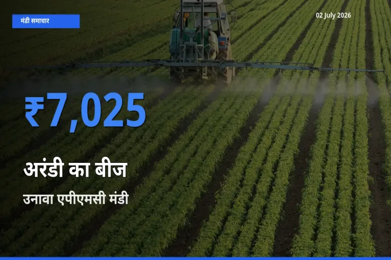 टॉप मंडी बना उनावा एपीएमसी! अरंडी का बीज के सबसे ऊँचे दाम यहीं दर्ज