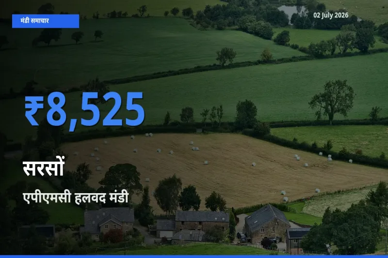 किसानों की पसंद बना एपीएमसी हलवद, सरसों के सबसे अच्छे दाम