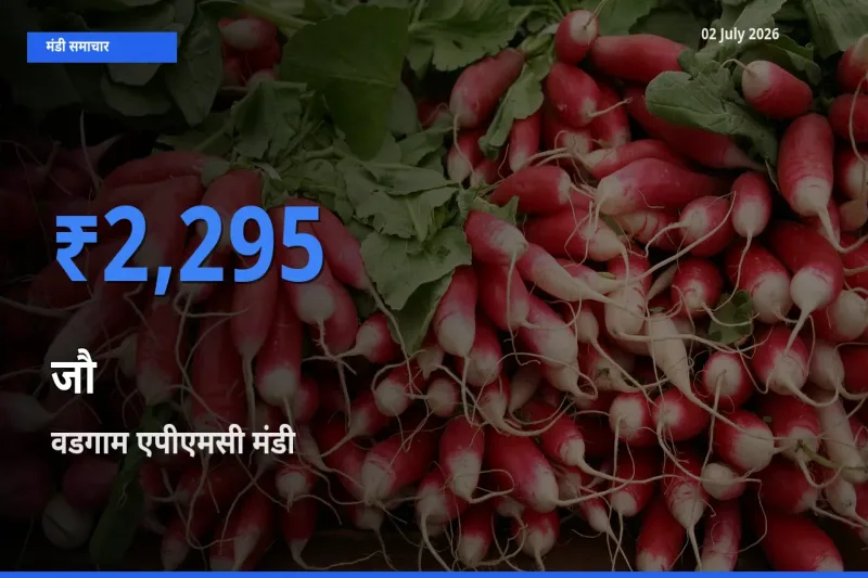 आज का मंडी भाव: जौ के सबसे ज़्यादा दाम वडगाम एपीएमसी में