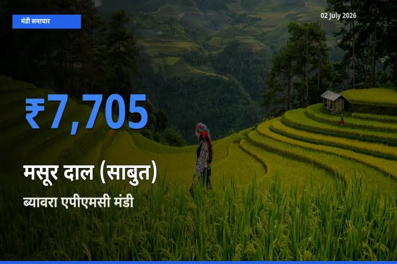 आज का मंडी भाव: मसूर दाल (साबुत) के सबसे ज़्यादा दाम ब्यावरा एपीएमसी में