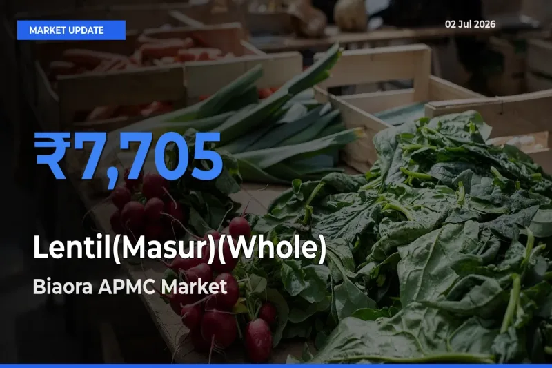 Lentil(Masur)(Whole) Mandi Rate Today: Biaora APMC Tops the List