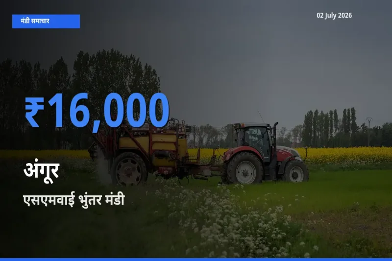 एसएमवाई भुंतर में अंगूर का आज सबसे ऊँचा भाव