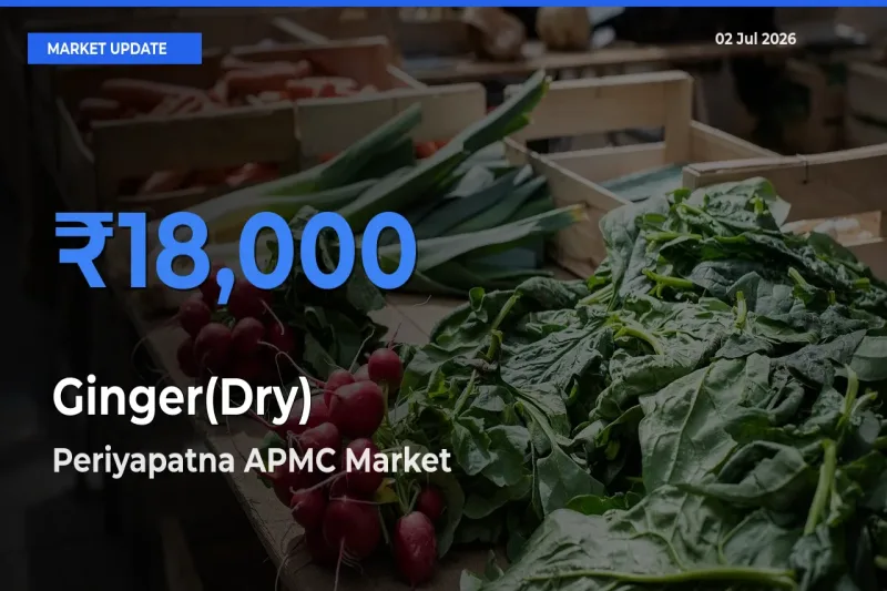 Periyapatna APMC Tops Ginger(Dry) Rates – July 02 Market Update
