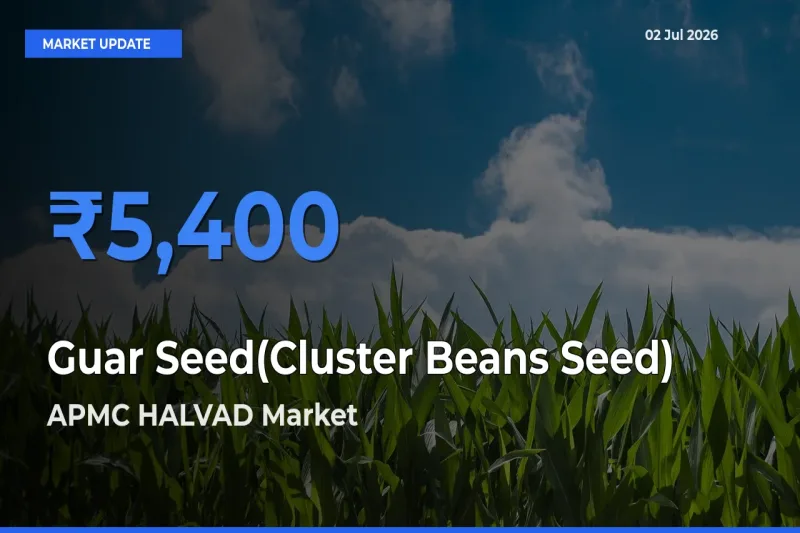 APMC HALVAD Leads as Top Mandi for Guar Seed(Cluster Beans Seed) Prices