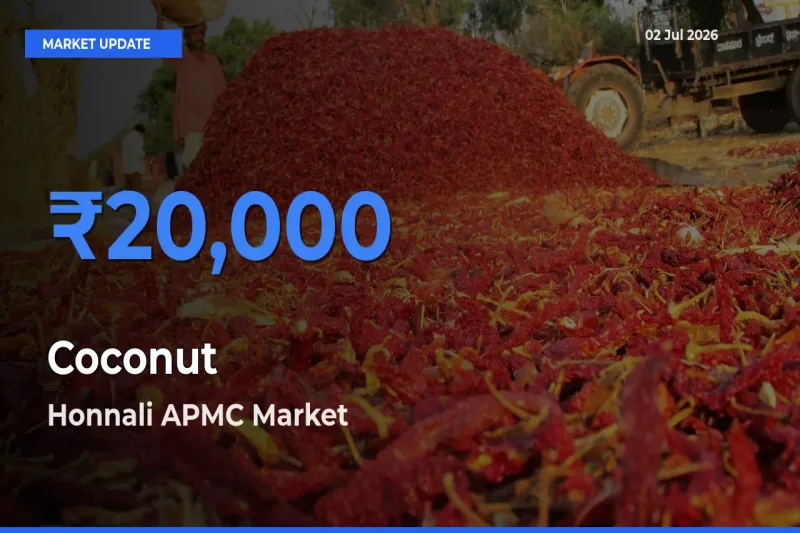 Market Watch: Honnali APMC Becomes Top Mandi for Coconut
