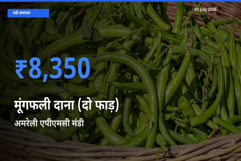 टॉप मंडी बना अमरेली एपीएमसी! मूंगफली दाना (दो फाड़) के सबसे ऊँचे दाम यहीं दर्ज