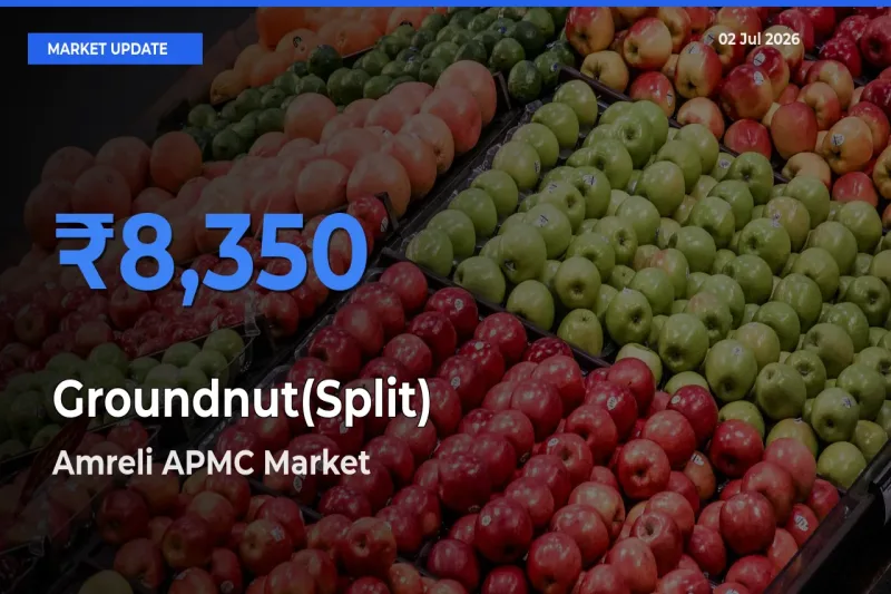 Top Performer! Amreli APMC Offers Best Groundnut(Split) Price Today