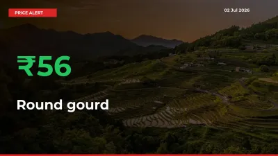Sharp Jump! Round gourd Prices Climb 56.3% in 24 Hours at Key Mandis