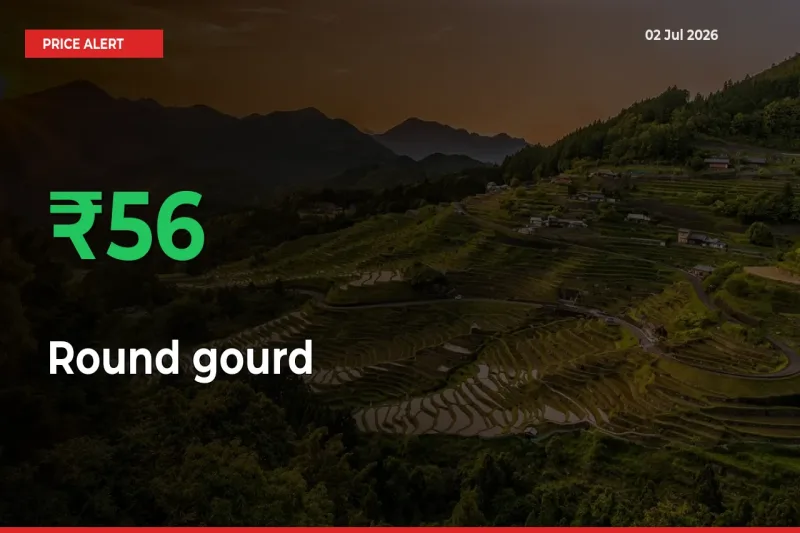 Sharp Jump! Round gourd Prices Climb 56.3% in 24 Hours at Key Mandis