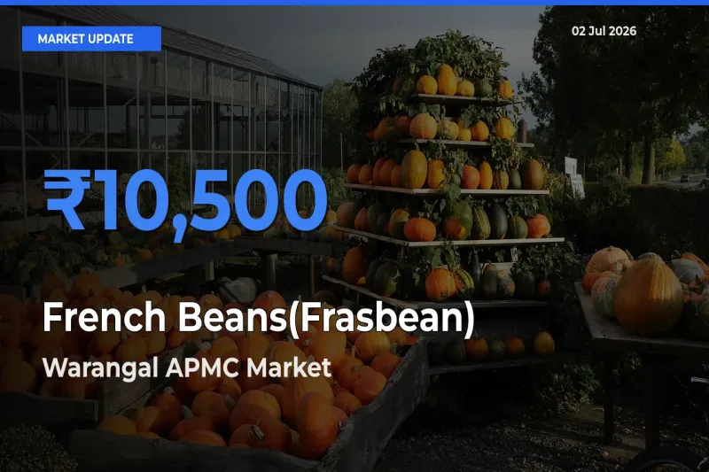 Warangal APMC Records Highest ₹10,500 Rate for French Beans(Frasbean)