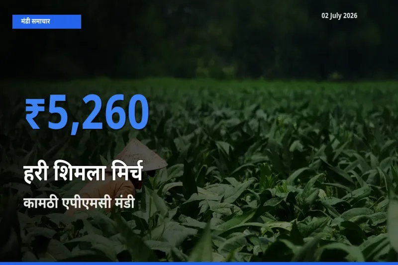 कामठी एपीएमसी मंडी में हरी शिमला मिर्च ₹5,260 पर पहुँचा – आज का सर्वोच्च भाव