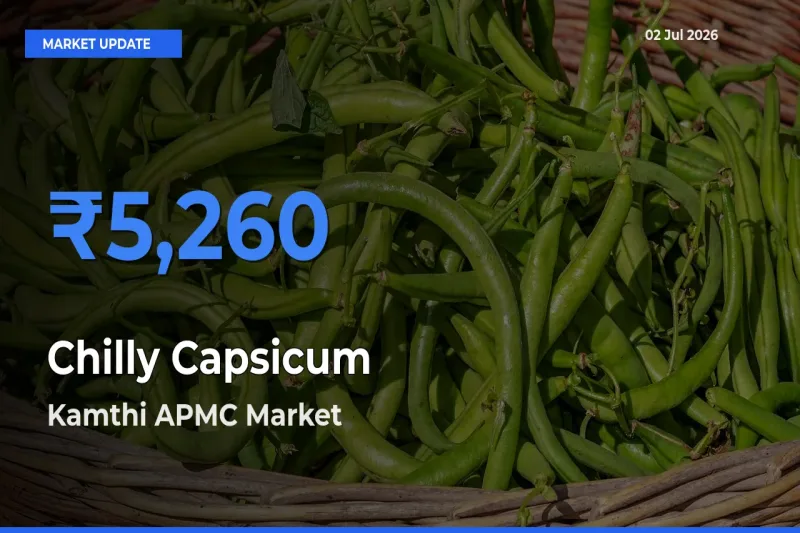 Kamthi APMC Emerges as Top Mandi for Chilly Capsicum Prices Today