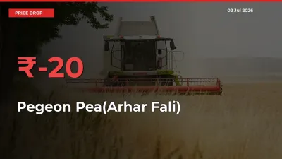 Sharp Fall! Pegeon Pea(Arhar Fali) Prices Plunge 19.84% in a Day at Key Mandis
