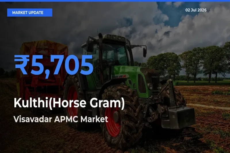 Top Performer! Visavadar APMC Offers Best Kulthi(Horse Gram) Price Today