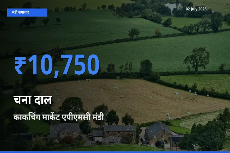 काकचिंग मार्केट एपीएमसी मंडी में आज चना दाल के सबसे ऊँचे दाम दर्ज