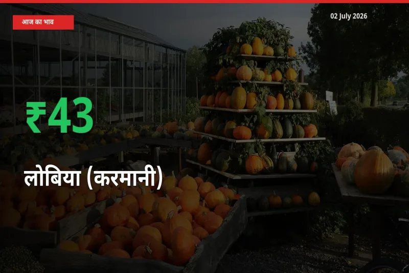 स्थानीय मंडी में लोबिया (करमानी) के दाम अचानक 43.11% उछले, किसान सतर्क