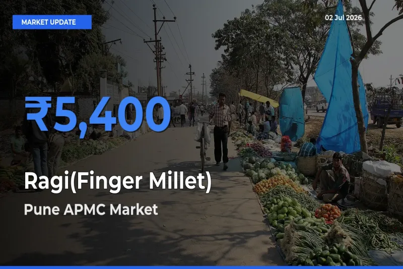 Top Performer! Pune APMC Offers Best Ragi(Finger Millet) Price Today