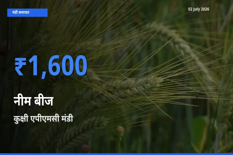 आज नीम बीज के सबसे ज़्यादा दाम कुक्षी एपीएमसी मंडी में दर्ज
