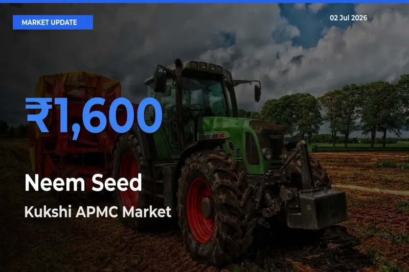 Market Watch: Kukshi APMC Becomes Top Mandi for Neem Seed