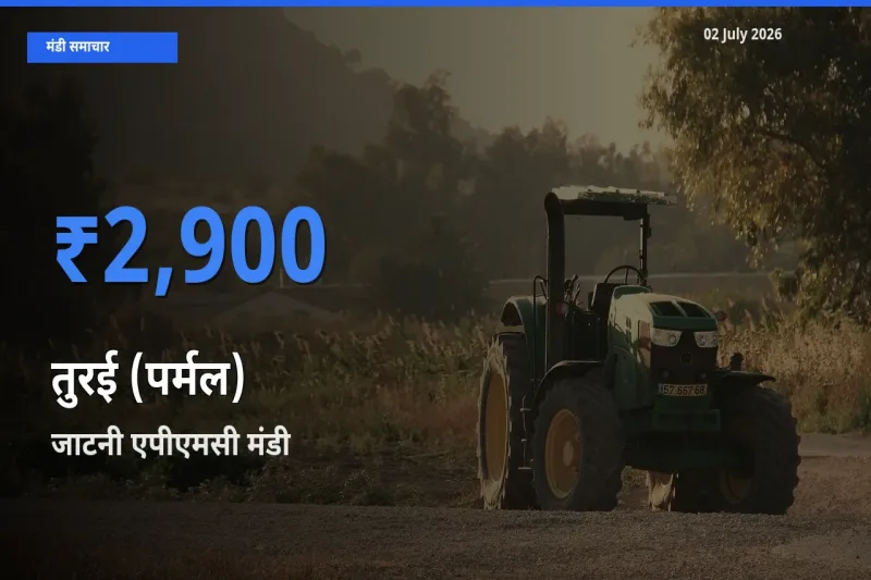 आज तुरई (पर्मल) के सबसे ऊँचे दाम ₹2,900 जाटनी एपीएमसी मंडी में