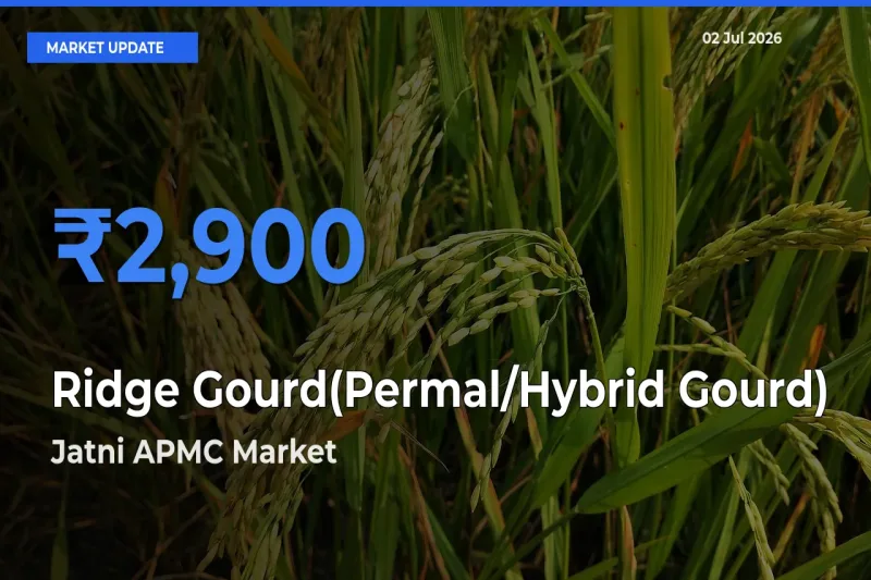 Jatni APMC Leads as Top Mandi for Ridge Gourd(Permal/Hybrid Gourd) Prices