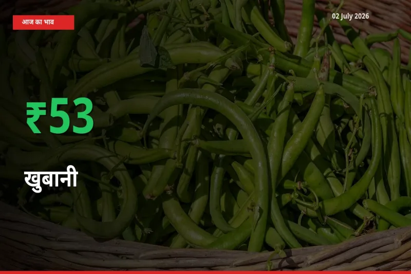 खुबानी के दाम प्रमुख मंडी में 52.67% बढ़े, 24 घंटे में बड़ा बदलाव