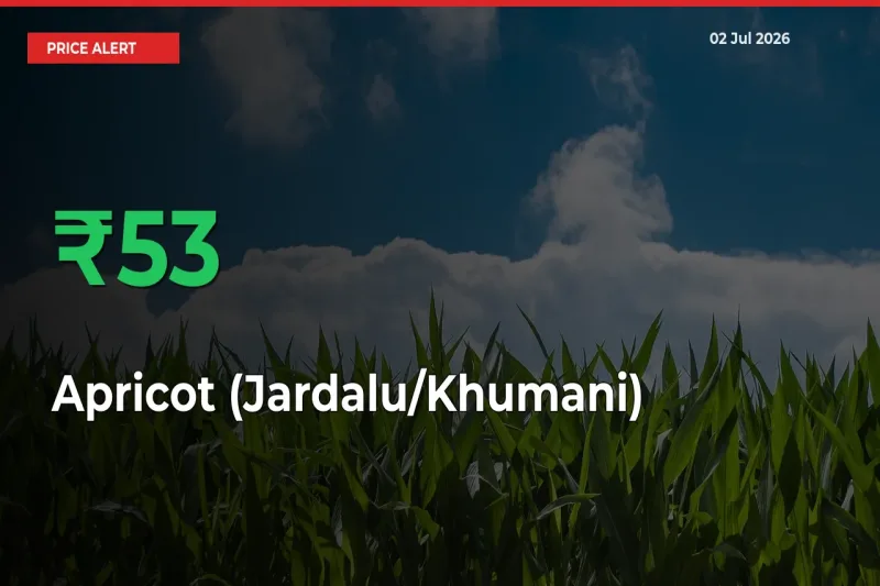 Apricot (Jardalu/Khumani) Mandi Rate Today: Prices Jump 52.67% at Market