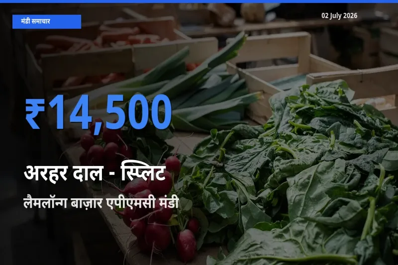 आज अरहर दाल - स्प्लिट के सबसे ज़्यादा दाम लैमलॉन्ग बाज़ार एपीएमसी मंडी में दर्ज