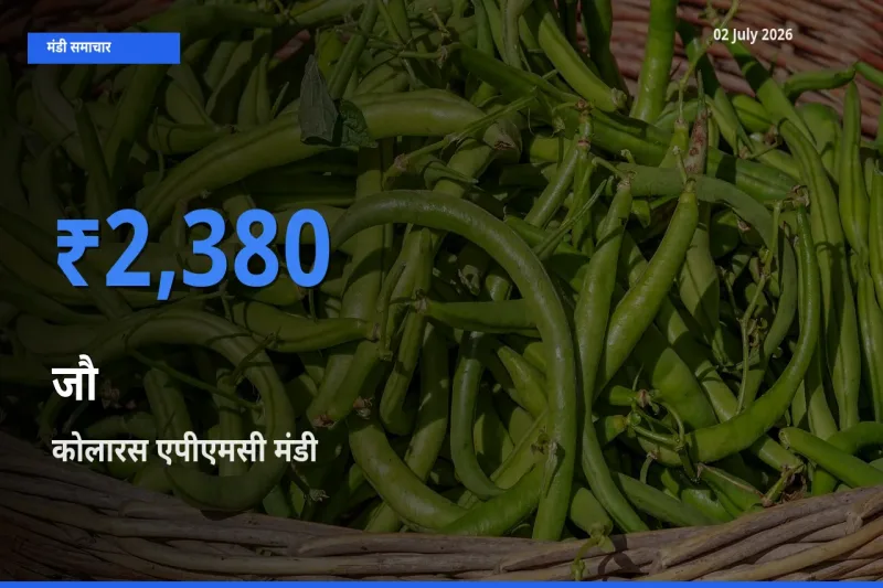 कोलारस एपीएमसी मंडी में आज जौ के सबसे ऊँचे दाम दर्ज
