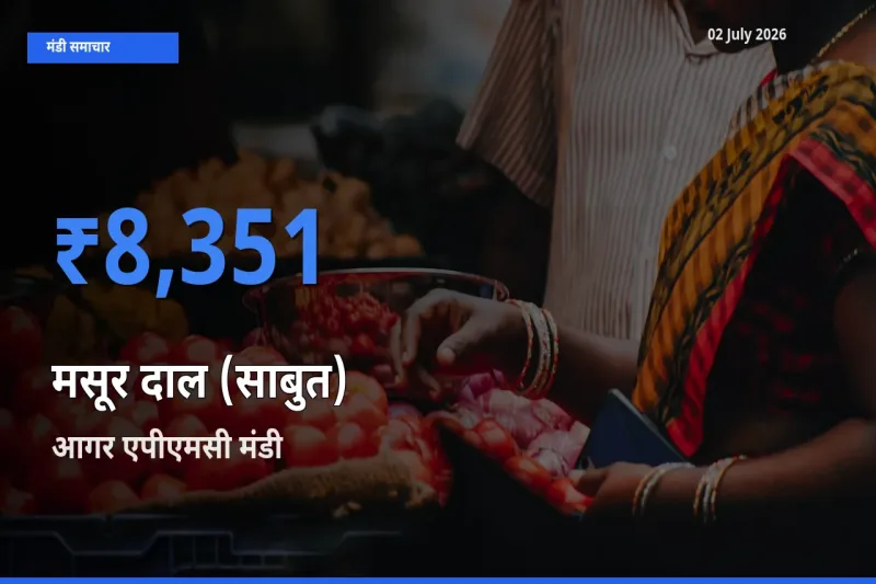 आगर एपीएमसी मंडी में मसूर दाल (साबुत) ₹8,351 पर पहुँचा – आज का सर्वोच्च भाव