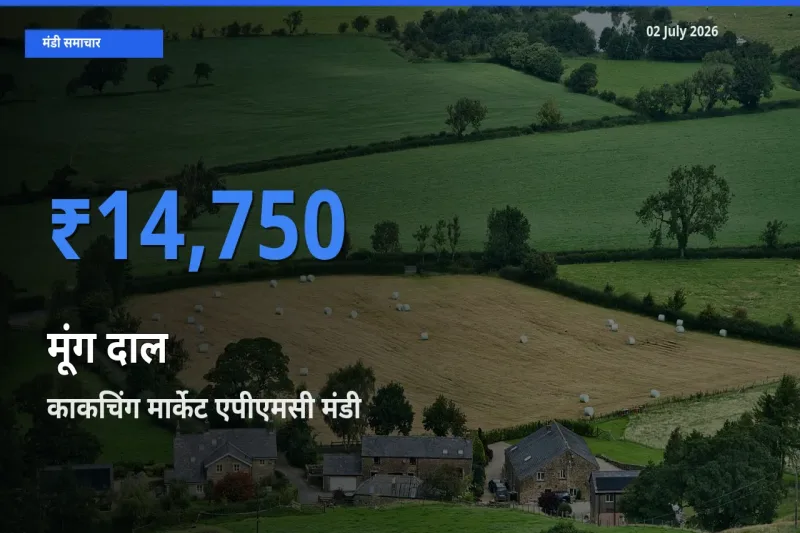 आज मूंग दाल के सबसे ज़्यादा दाम काकचिंग मार्केट एपीएमसी मंडी में दर्ज